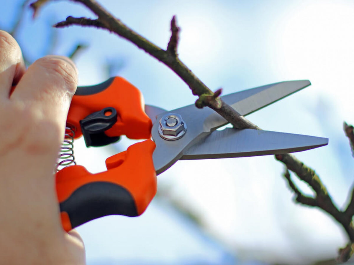 Правильный секатор. Секатор pruning Shears. Секатор Вольф Гарден. Секатор реклама. Секатор красивый.