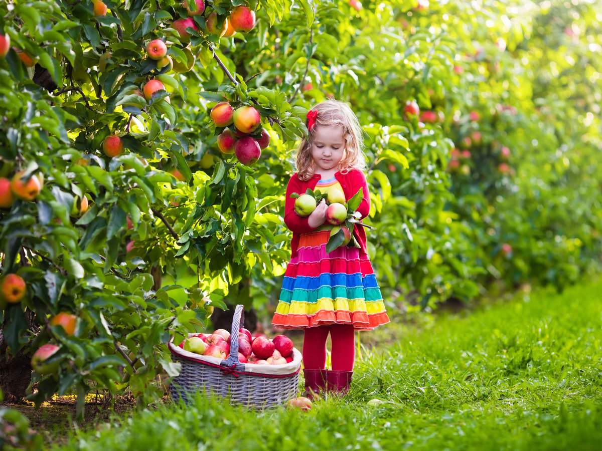 Ребенок с яблоками в саду